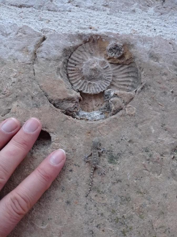 Casarao Do Largo Da Eira Διαμέρισμα Tomar Εξωτερικό φωτογραφία